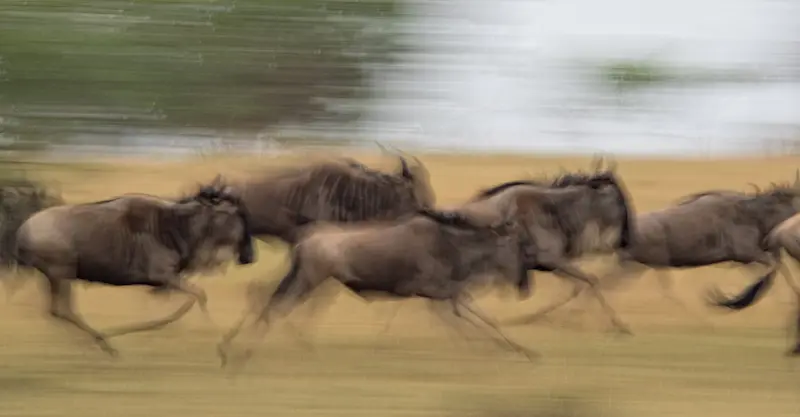 Wildebeest, Marataba Private Reserve, South Africa
