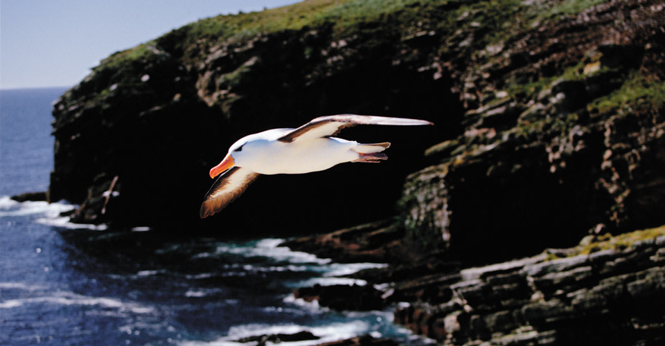 Albatross, South Georgia Island.