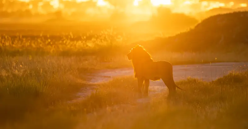 Lion, Maasai Mara, Kenya. 
