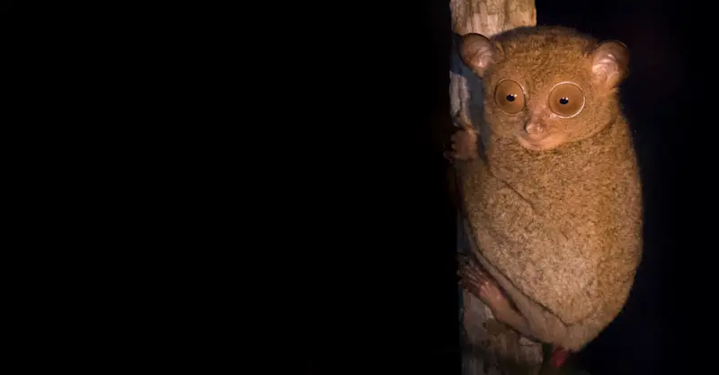 A western Tarsier clings to a tree during a night safari in Danum Valley, Borneo.