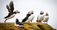 Atlantic puffins, Iceland.