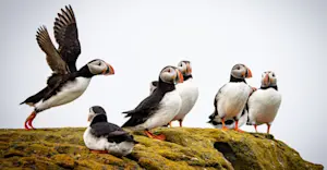 Atlantic puffins, Iceland.