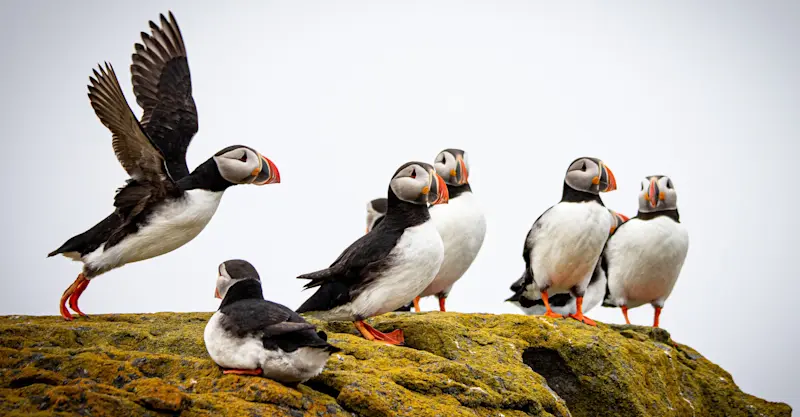 Atlantic puffins, Iceland.