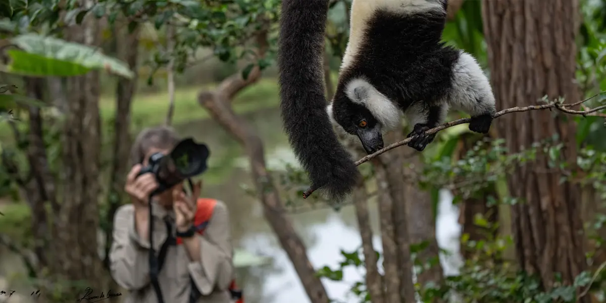 Nat Hab guest and black-and-white ruffed lemur, Ranomafana National Park, Madagascar.