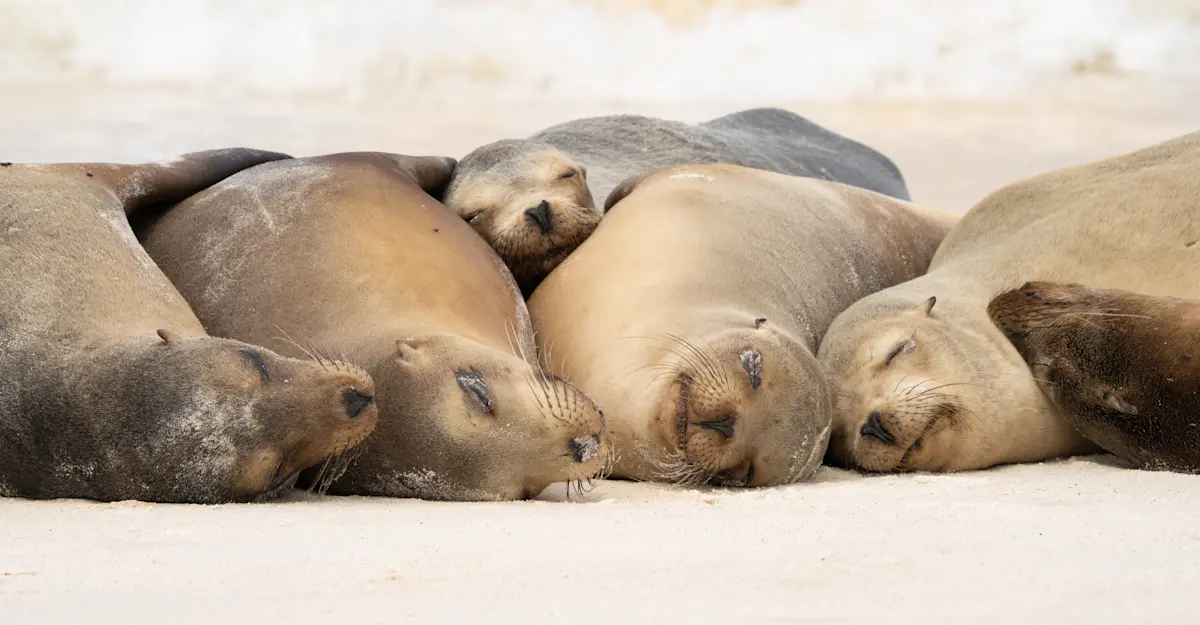 Galapagos Sea Lions, Santiago Island, Galapagos, Ecuador.
