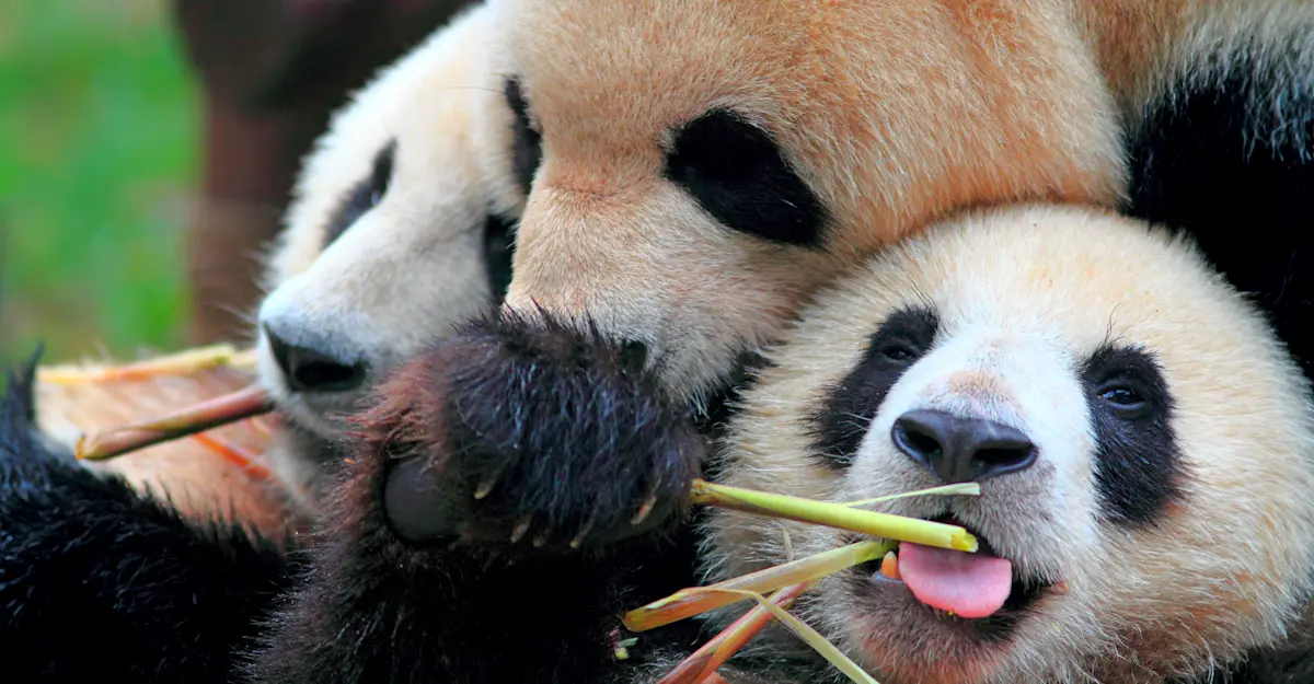 Giant pandas, Genda Wolong Panda Base, China.