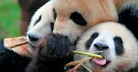 Giant pandas, Genda Wolong Panda Base, China.