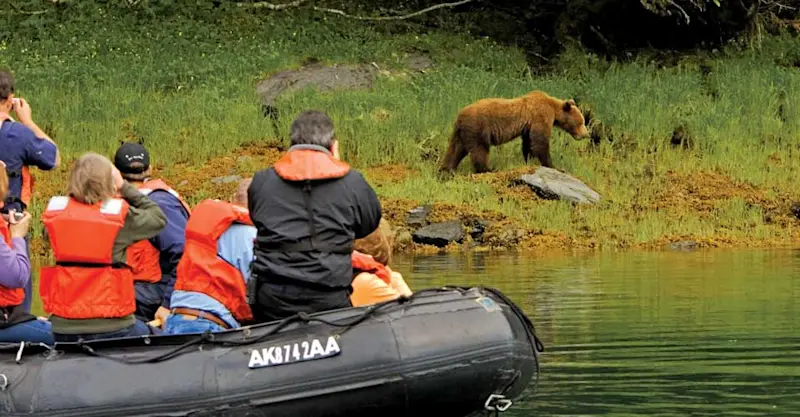 Nat Hab guests viewing brown bear, Tongass National Forest, Alaska.