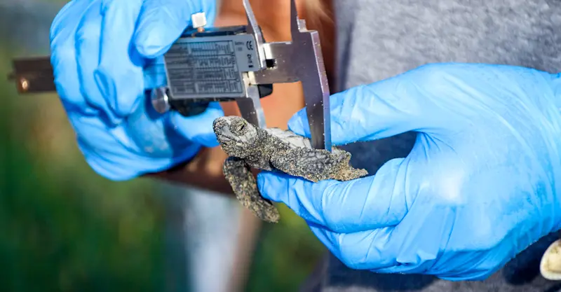 Earthwatch Scientist measures leatherback hatchling, Playa Grande, Costa Rica.