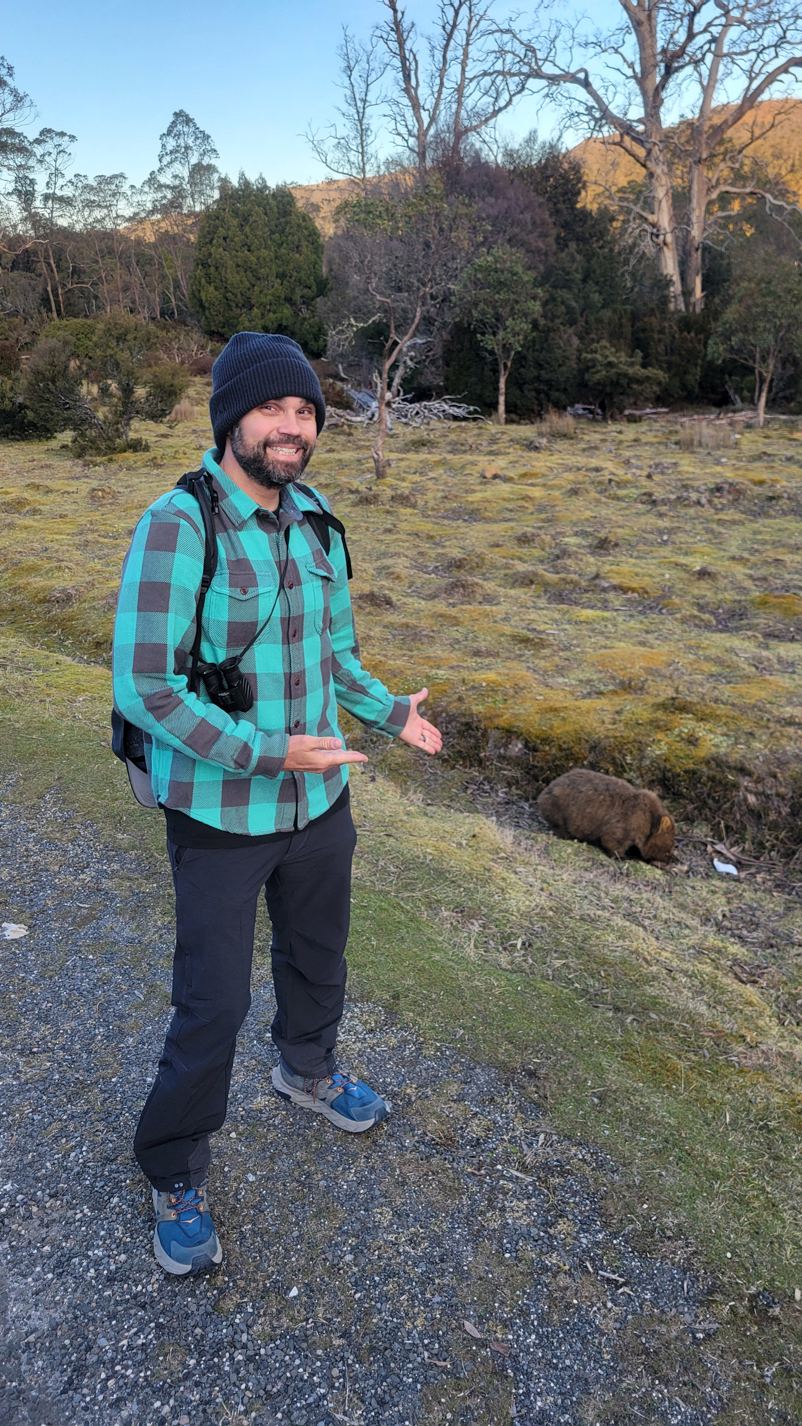 Friendly wombat in Cradle Mountain, Australia South. 