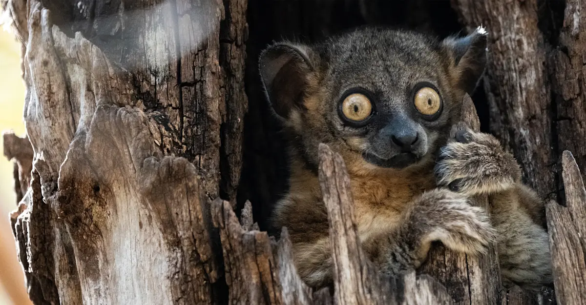 Sportive lemur, Madagascar.