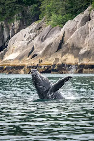 Humpback whale, Kenai Fjords National Park, Alaska.