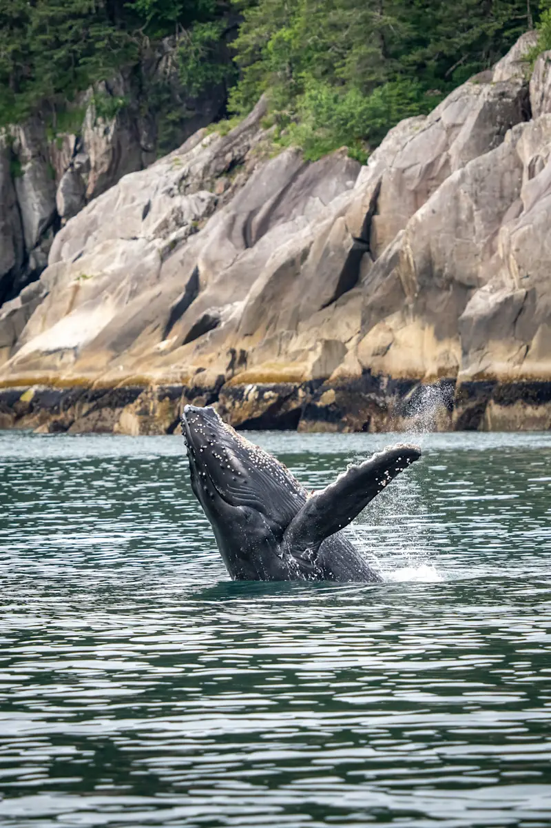 Humpback whale, Kenai Fjords National Park, Alaska.