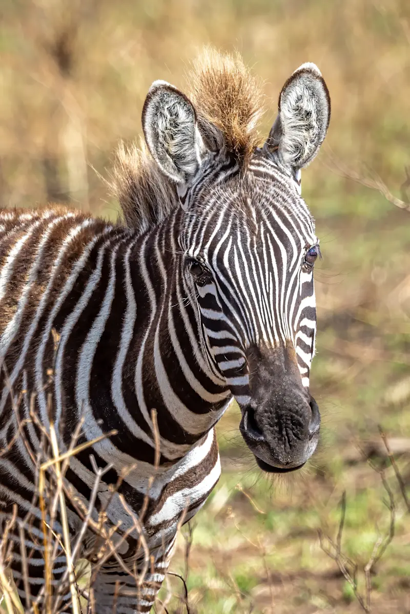 Zebra, Arusha National Park, Tanzania.