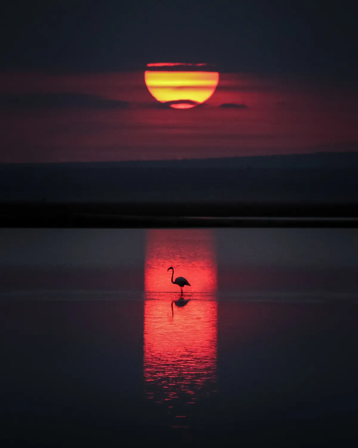 Lesser Flamingo, Kenya.