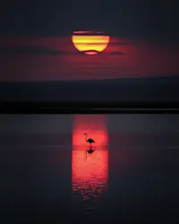 Lesser Flamingo, Kenya.