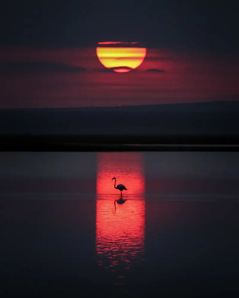 Lesser Flamingo, Kenya.