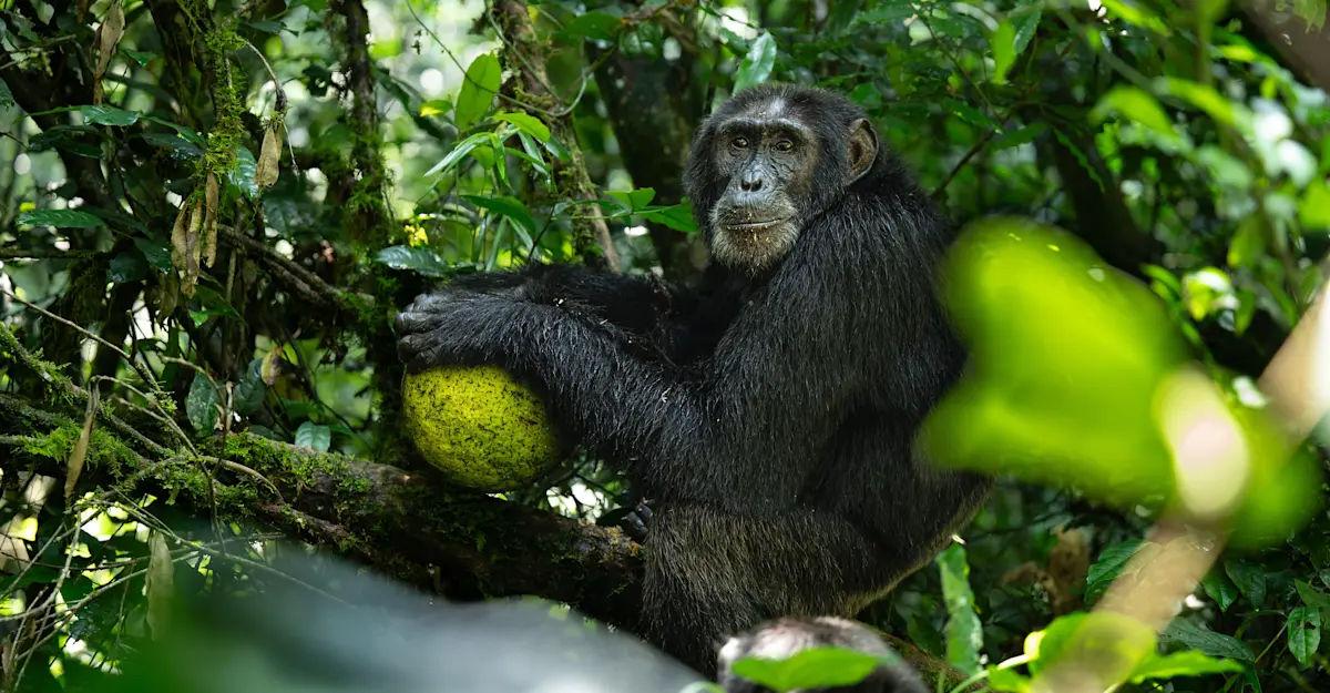 Chimpanzee, Kibale National Park, Uganda.