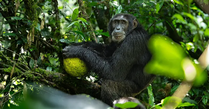 Chimpanzee, Kibale National Park, Uganda.