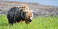 Brown bear, Katmai National Park & Preserve, Alaska.