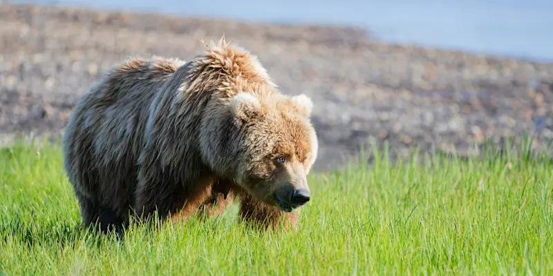 Brown bear, Katmai National Park & Preserve, Alaska.