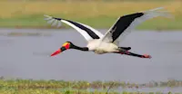 Saddle-billed stork, Lake Kariba, Zimbabwe.