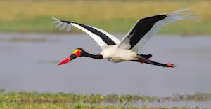 Saddle-billed stork, Lake Kariba, Zimbabwe.