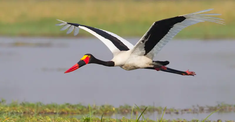 Saddle-billed stork, Lake Kariba, Zimbabwe.