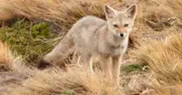 South American gray fox, Torres del Paine National Park, Patagonia, Chile.