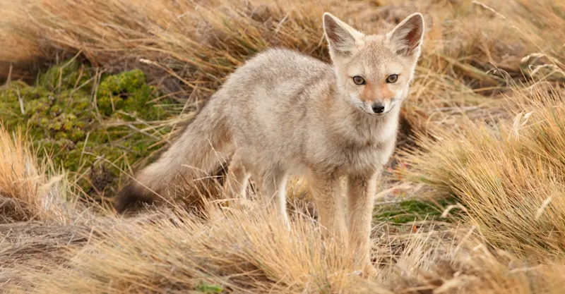 South American gray fox, Torres del Paine National Park, Patagonia, Chile.