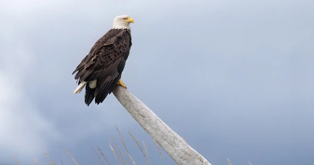 Bald eagle, Lake Clark National Park, Alaska.