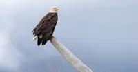 Bald eagle, Lake Clark National Park, Alaska.