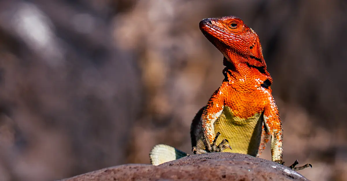 Hood Lava Lizard, Española.