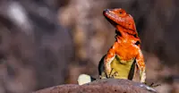 Hood Lava Lizard, Española