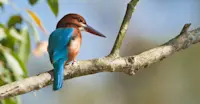 White-throated kingfisher, Chitwan National Park, Nepal.