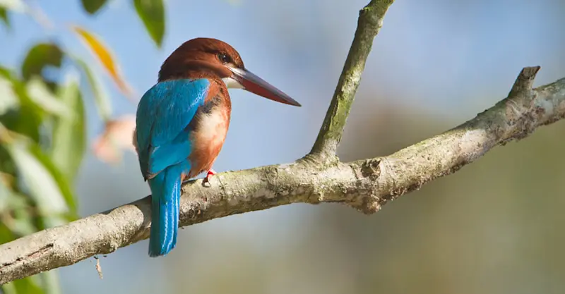 White-throated kingfisher, Chitwan National Park, Nepal.