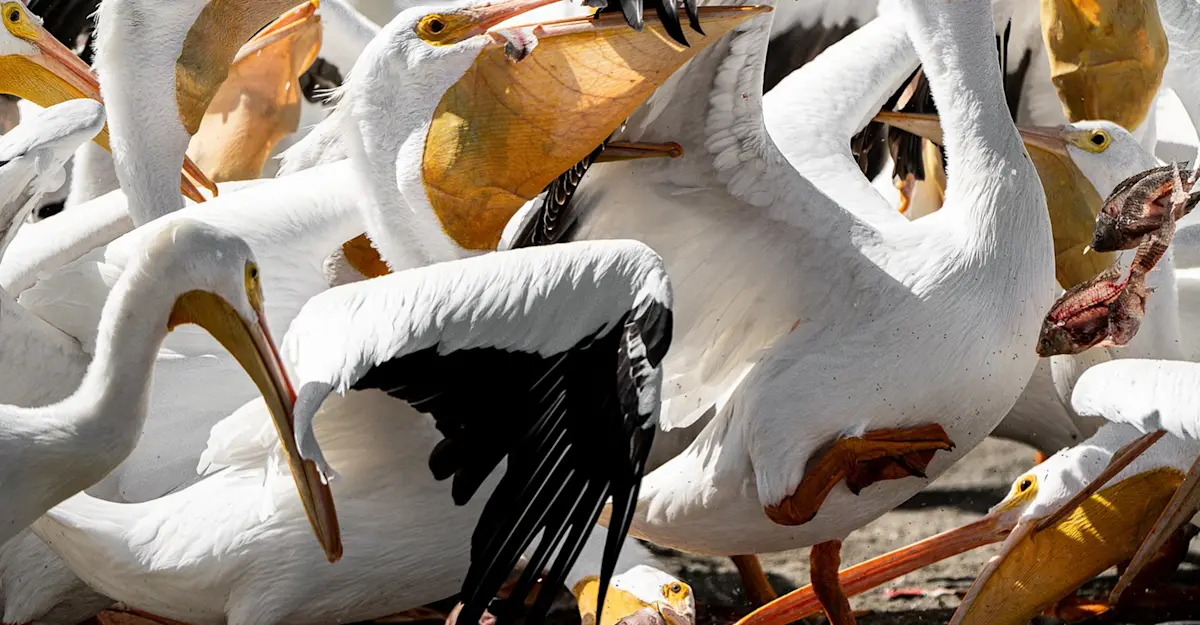 American White Pelicans in Lago de Chapala, Mexico. 