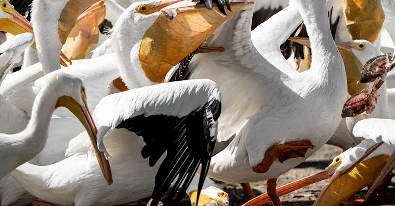 American White Pelicans in Lago de Chapala, Mexico. 