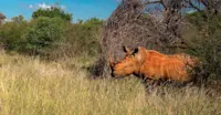 White rhino, Madikwe Game Reserve, South Africa.