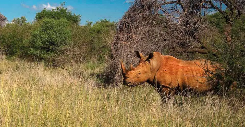 White rhino, Madikwe Game Reserve, South Africa.