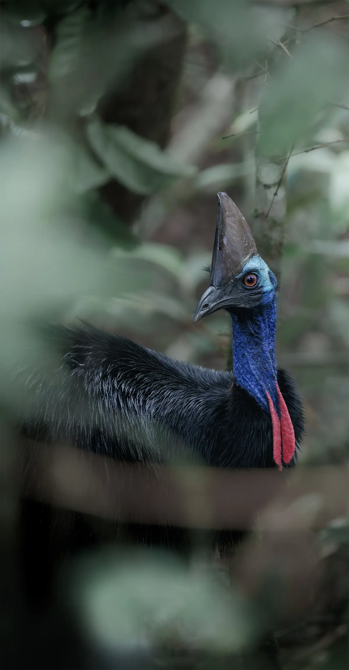 Southern Cassowary - Far North Queensland