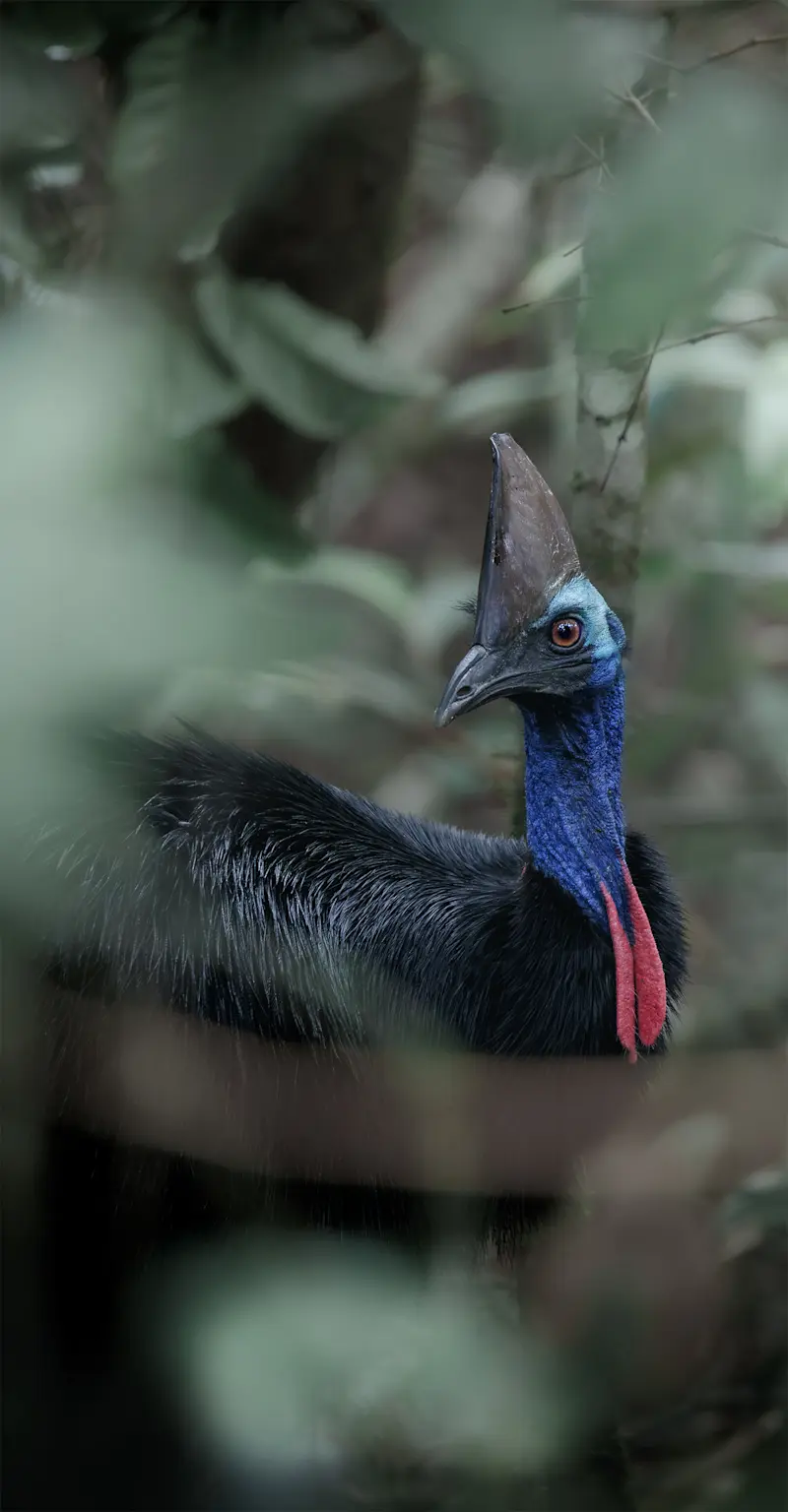 Southern Cassowary - Far North Queensland