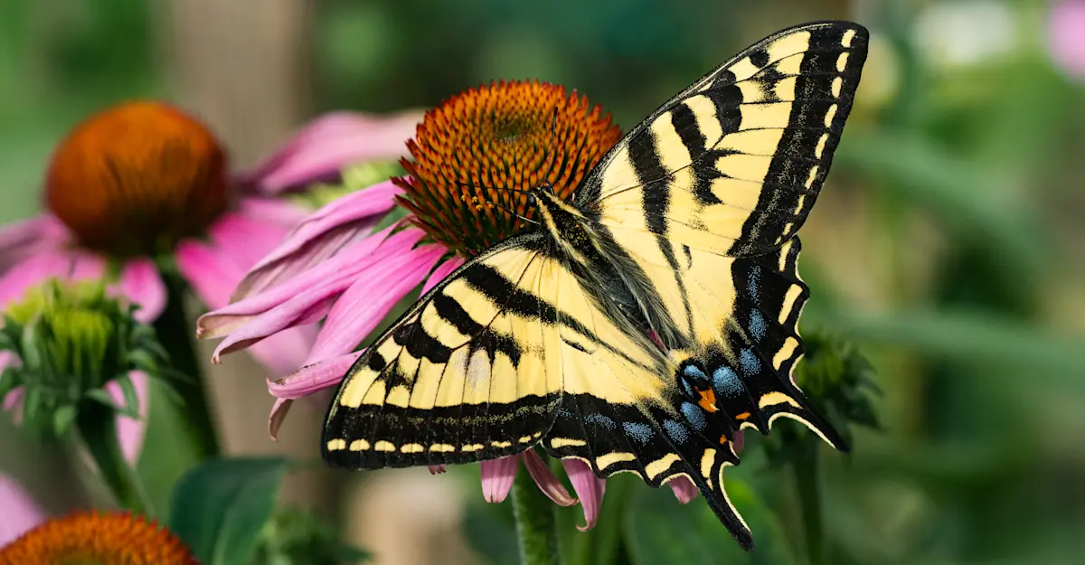 Swallowtail Butterfly, Colorado.