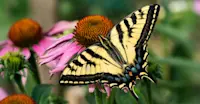 Swallowtail Butterfly, Colorado
