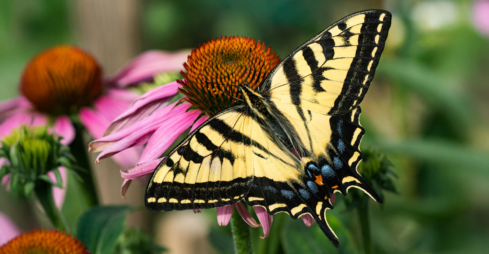Swallowtail Butterfly, Colorado