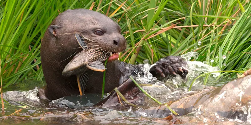 Giant river otter, Pantanal, Brazil.