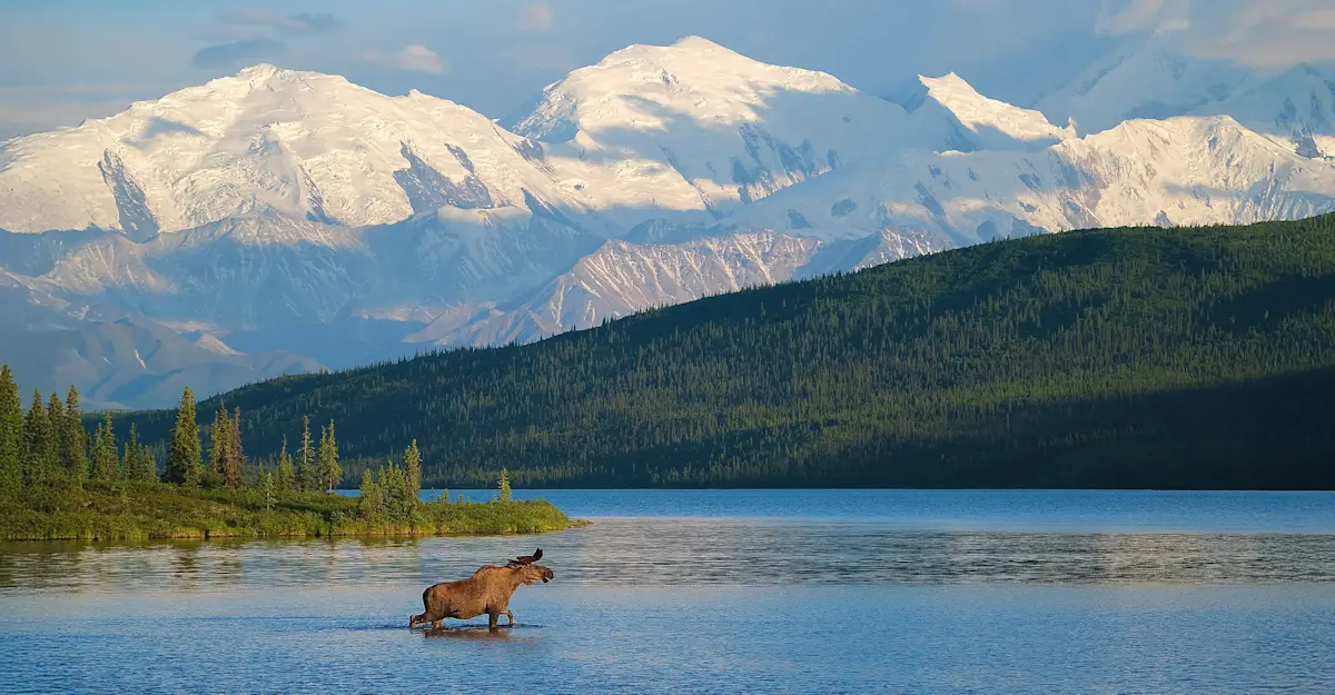 Moose - Denali National Park, Alaska