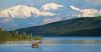 Moose - Denali National Park, Alaska