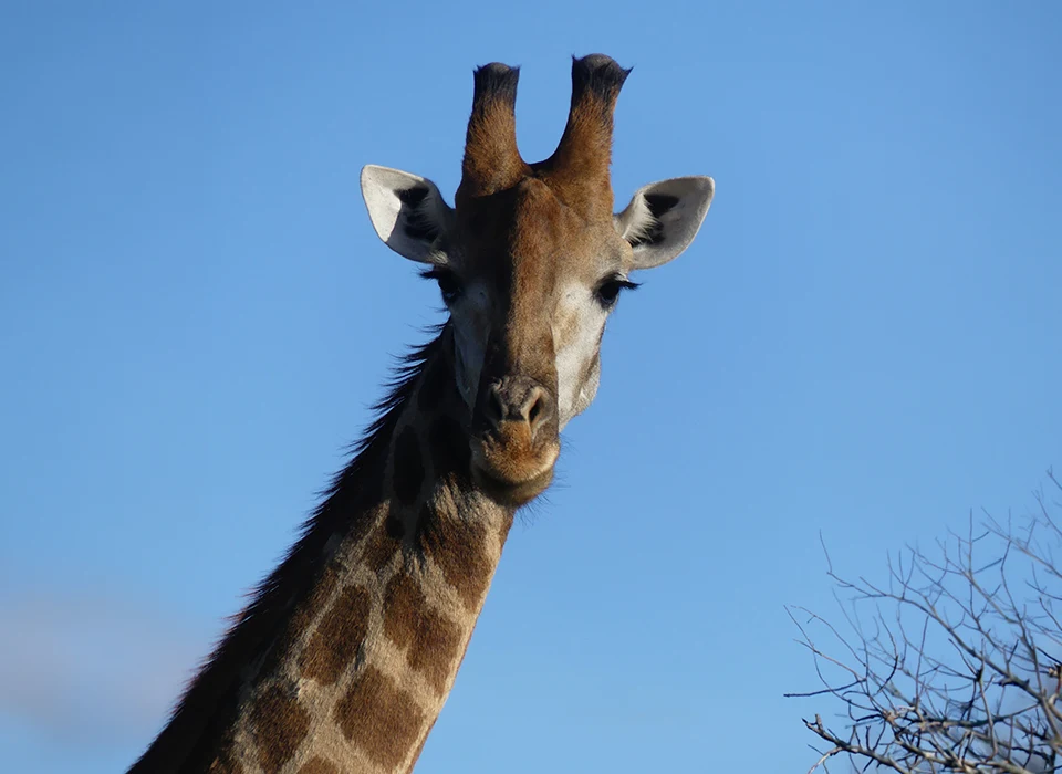 Giraffe!! In South Africa. 