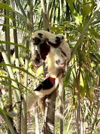 Watching Coquerel's sifaka family in Madagascar.